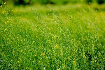 Black Mustard Seeds field