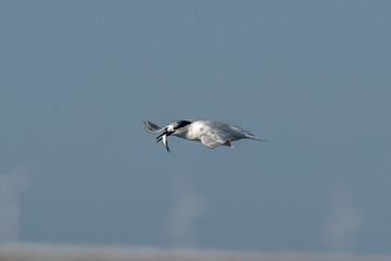 Seeschwalbe mit fisch