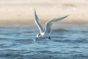vogel mit fisch