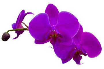 Fototapeta na wymiar Close-up of orchid flowers isolated on white background