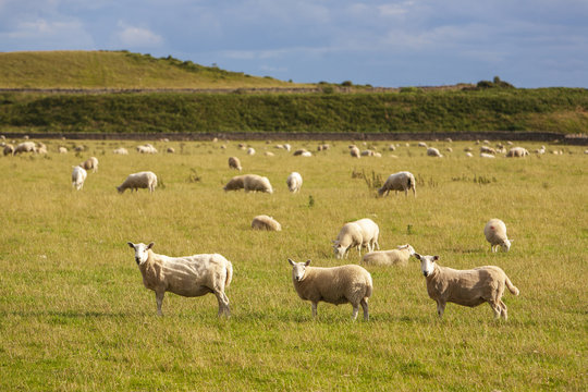 shorn sheep on orkney islands, scotland