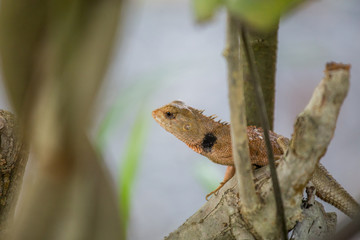 Chameleon in Thailand