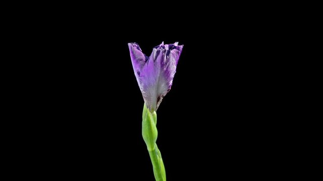 Blooming dark blue iris on a black background, timelapse