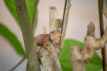 Chameleon in Thailand