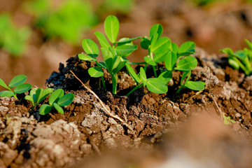 Ground Nuts Field