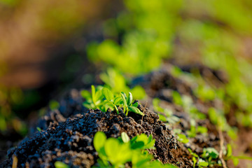 Ground Nuts Field