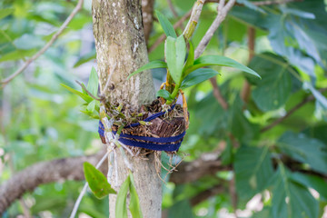 Thai flowers In the garden