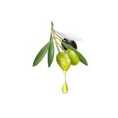 Realistic olive branch 3d illustration for advertising posters, postcards, labels