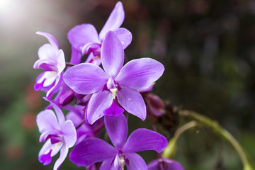 Beautuful purple color orchid over dark garden background with morning light effect, nature concept, spring season