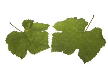 tree leaves isolated on white background