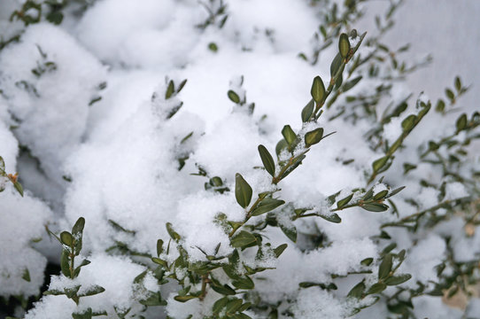 Green Boxwood Covered With White Snow On A Winter Day