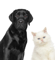 Cat and dog on white background