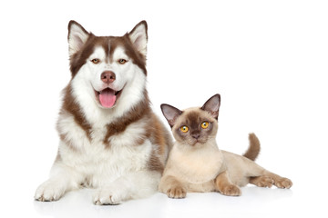 Obraz premium Cat and dog together