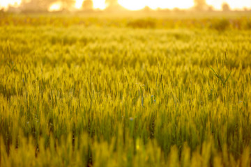 green wheat field