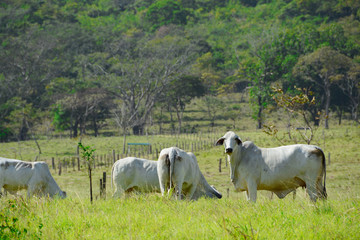 Fototapeta premium Cattle