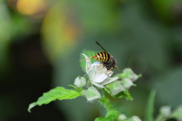 Wespe auf weißer Blüte in grüner Natur