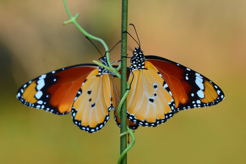 Closeup  beautiful butterfly .Danaus chrysippus & flower in the garden.