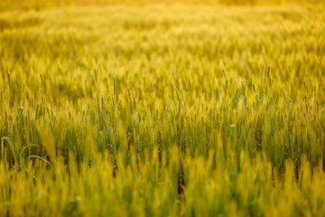 green wheat field
