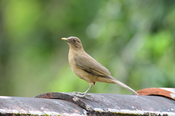 Clay-colored Thrush (Turdus grayi)