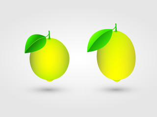 Yellow citrus or lemon for juice making vector illustration