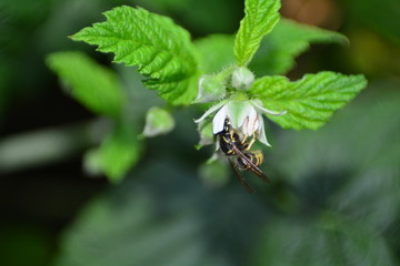 Wespe in einer Blüte in grüner Natur