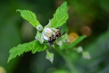 Wespe auf Blüte in grüner Natur