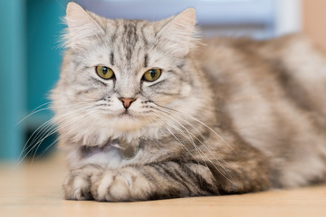 American shorthair cat kitten portrait closeup with copyspace