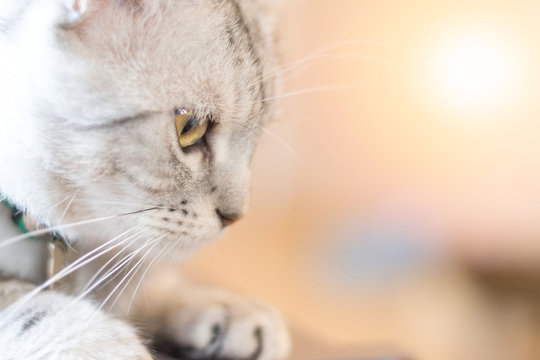 American shorthair cat kitten portrait closeup with copyspace
