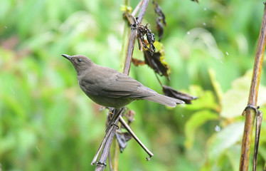 Mountain Thrush (Turdus plebejus)