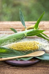 sweet corn. maize corn cob isolated.