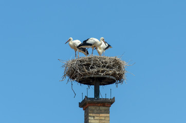 Storks nest attached to top of brick chimney