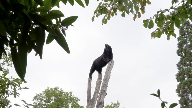 Andean Bear Balancing on Tree Logs