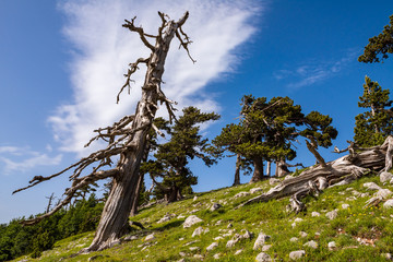 Obraz premium Loricato pine in the Pollino national park