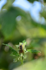 Wespe auf Blüte in grüner Natur mit viel Textfreiraum