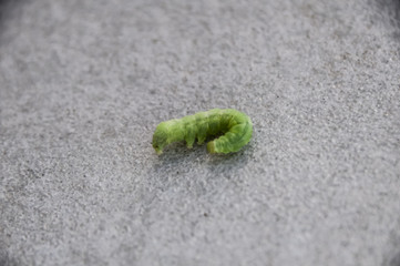 Caterpillar1