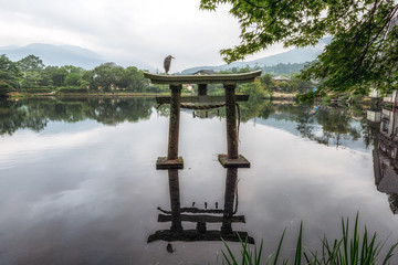 grey heron on lake kinri torii gate