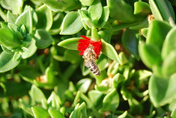 Biene an roter Blume Nahaufnahme