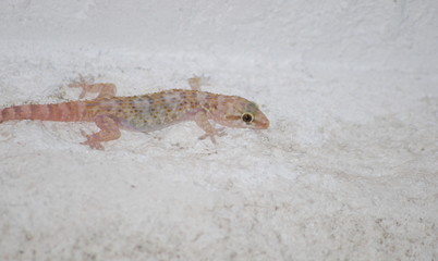 Gecko an Hauswand 2