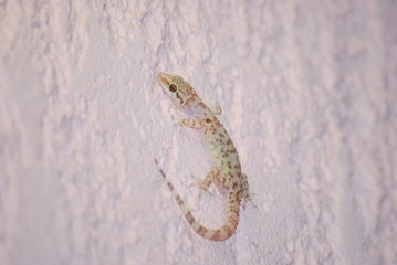 Gecko an Hauswand
