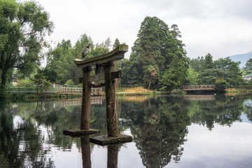 grey heron on lake kinri torii gate