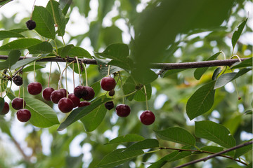 cherries