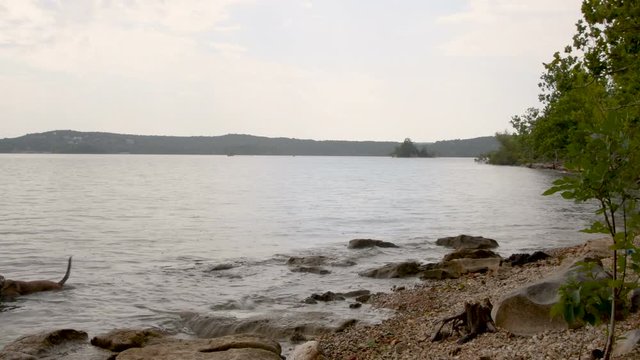 Dog plays along a shoreline of a lake while it's raining