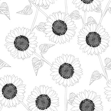 Sunflower Outline on White Background