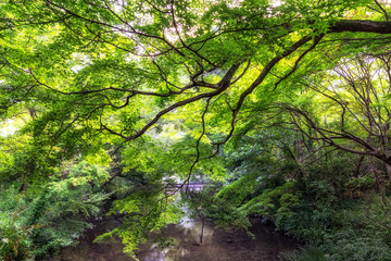 Fototapeta na wymiar lush forest over the creek