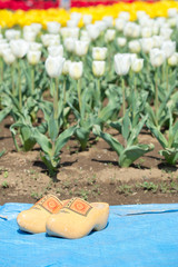 Fototapeta na wymiar Traditional dutch clogs or wooden shoes in tulip garden