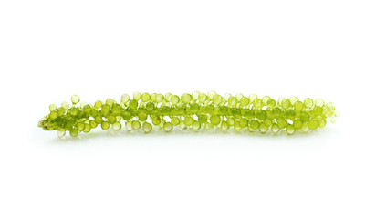 Oval sea grapes seaweed, Close up Green Caviar isolated on white background