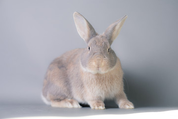 Gorgeous fluffy baby bunny rabbit with huge ears on a seamless gray background