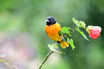 Baltimore Oriole (Icterus galbula)