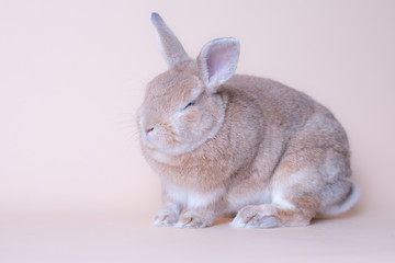 Funny hilarious baby bunny rabbit sitting on a solid pink background, large copy space
