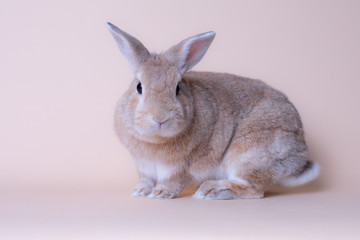 Beautiful baby bunny rabbit looking playfully. Pink solid background, large copy space